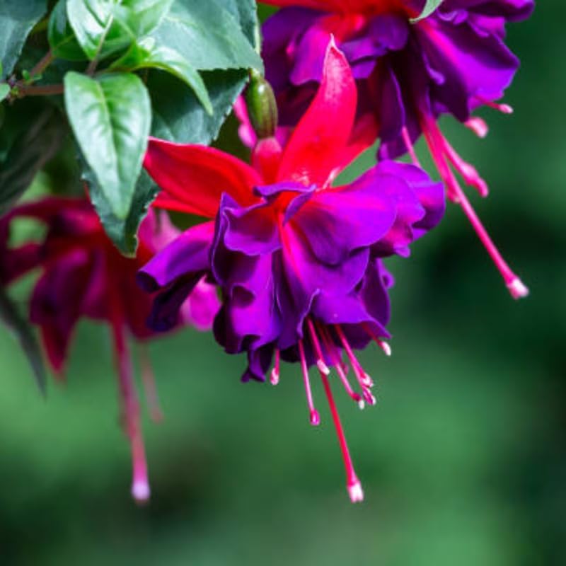 Fuchsia Plants Live, Gold and Red Foliage, 6-12 Inch Tall, Autumnale Variety, Fast Growing Deciduous Flowering Shrub, Well-Rooted Plant