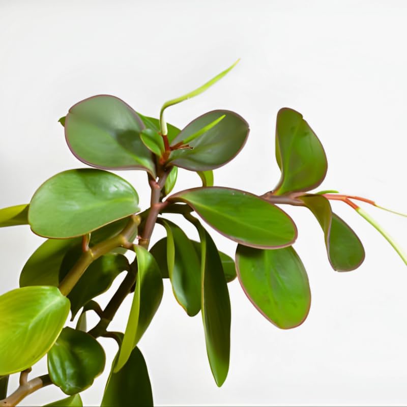 3 Peperomia Plant, Peperomia Clusiifolia Red Margin Live in 2 Inch Pot, Small Indoor Plant for Tabletop Decor, Gifting and Minimalist Spaces