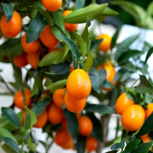 (No Ship to CA, HI, AK) Meiwa Kumquat Tree Live Plants in 1 Gallon Pot | Fresh Sweet Kumquats | Fragrant Citrus Blooms | Versatile Live Fruit Trees for Outdoor or Patio Planting