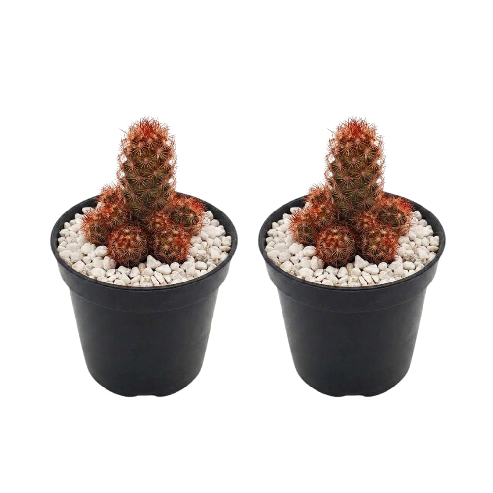 2 Live Cactus Plants Gold Ladyfinger Mammillaria Elongata, 4" Pot, Fully Rooted, Low Maintenance Rare Succulent Plant Live, Ideal for Succulent Collections & Indoor Décor