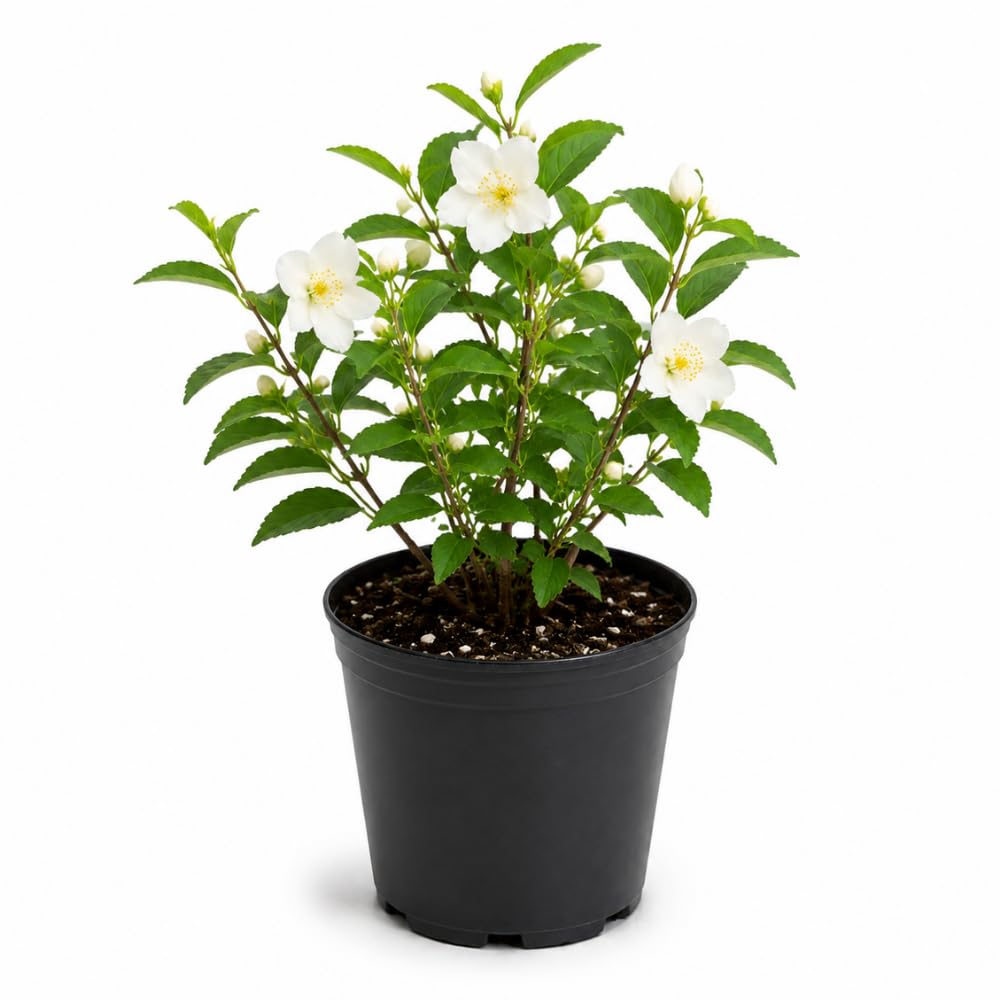 Mock Orange Shrub, 4-6" Potted Plant Starter, High-Vigor Cold-Hardy Bush for Backyard Gardens, Beautiful White Blossoms & Growth Habit
