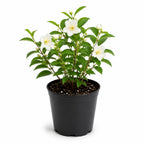 Mock Orange Shrub, 4-6" Potted Plant Starter, High-Vigor Cold-Hardy Bush for Backyard Gardens, Beautiful White Blossoms & Growth Habit