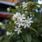 Confederate Jasmine Plant Live, 8 Inch Tall, Live Evergreen Vine with Intensely Scented White Blooms