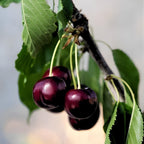 2 Black Cherry Trees Live Plants 6–12 Inches Tall | Sweet Cherry Fruit Tree for Home Garden, Yard Growing & Outdoor Landscape