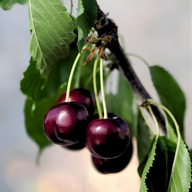 2 Black Cherry Trees Live Plants 6–12 Inches Tall | Sweet Cherry Fruit Tree for Home Garden, Yard Growing & Outdoor Landscape