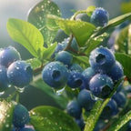 Small Huckleberry Live Plants, 3-4 Inch Tall Bare Root Seedlings, Vaccinium Native Berry Shrub, Edible Fruit Bearing Plant for Landscapes