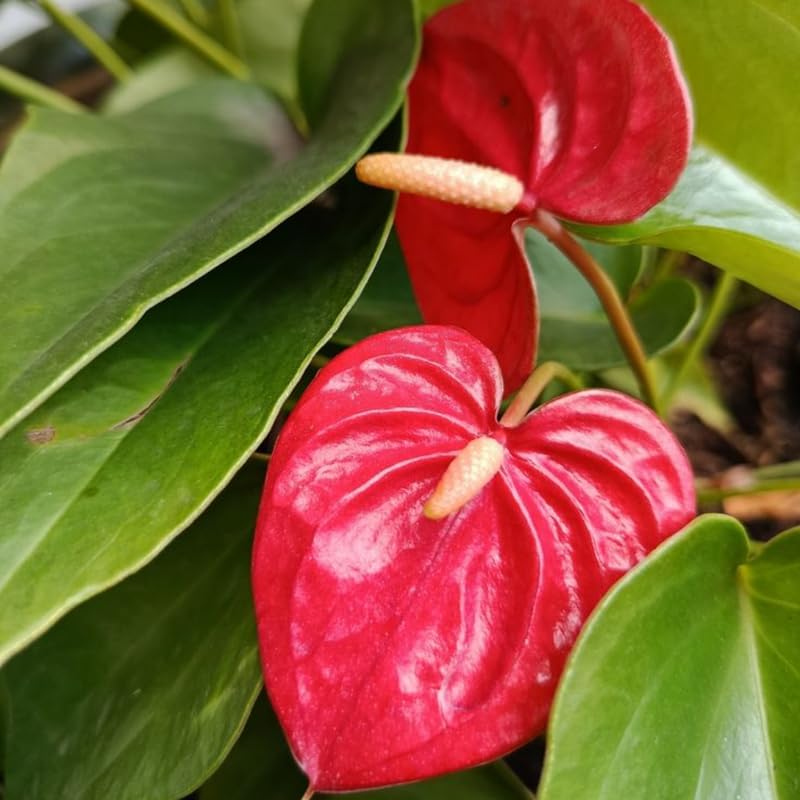 Anthurium Flamingo Flower Plant, Red Anthurium Plant Live in 4 Inch Pot, Air Purifying Flowering Indoor Houseplant, Home, Room, or Office Décor, Easy to Grow