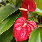 Anthurium Flamingo Flower Plant, Red Anthurium Plant Live in 4 Inch Pot, Air Purifying Flowering Indoor Houseplant, Home, Room, or Office Décor, Easy to Grow