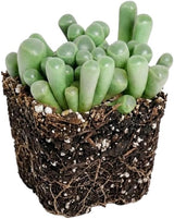 Live Succulent Baby Toes, 4" Pot, Fully Rooted Succulent Live, Low Maintenance, Drought Tolerant Houseplant, Ideal for Home, Desks, Patios & Gifts