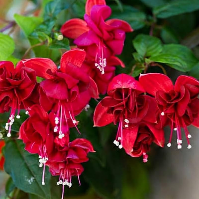 2 Fuchsia Plants Live, Dark Blue & Red Fuchsia, 6-12 Inch Tall, Blue Eye Variety, Trailing Flowering Plant, Ideal for Hanging Baskets