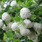 Japanese Snowball Viburnum Plant Live (Set of 4) – 6 to 12 Inch Live Shrubs | Stunning White Spring Blooms | Hardy Accent Plants for Elegant Gardens
