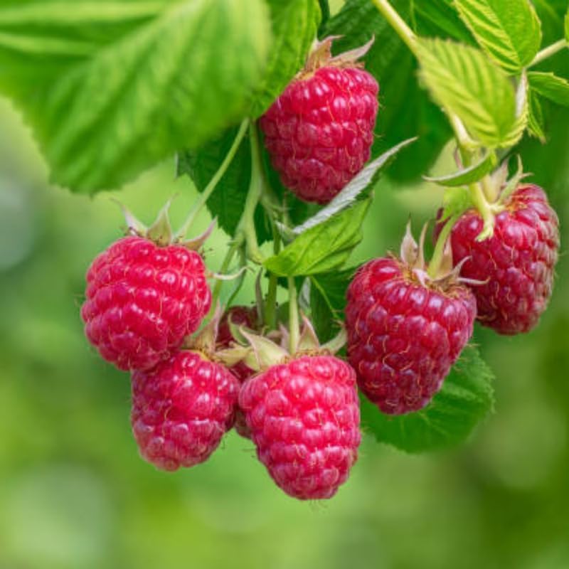 Red Raspberry Bushes Live Plant, 7 Inch Tall Bare Root Seedling, Rubus Idaeus Edible Berry Shrub, Summer Fruiting Plant for Backyard and Garden