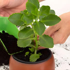 Kalanchoe Mother of Thousands Plant Live in 4" Inch Pot | Unique Fast-Growing Succulent | Ideal Indoor Houseplant for Home & Office Décor