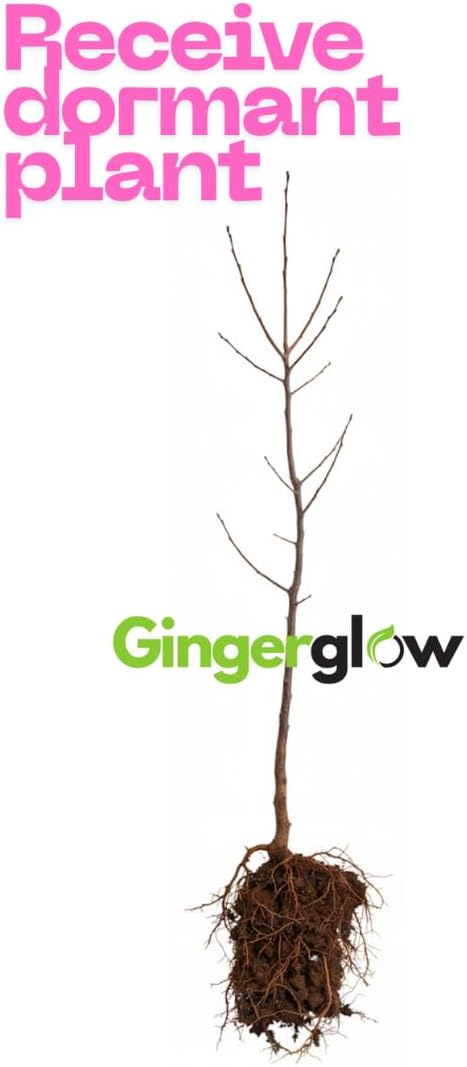 2 Black Cherry Trees Live Plant| Fruit Tree 2–3 Ft Tall | Outdoor Sweet Cherry Fruit Tree for Garden, Yard & Open Spaces