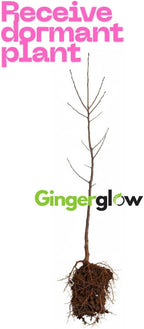 2 Live Black Cherry Tree for Planting 2–3 Ft Tall | Sweet Cherry Plant Live for Outdoor Garden Planting, Backyard Use & Landscape Design