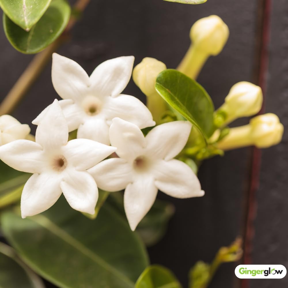 1 Bridal Wreath Jasmine Plant Live, 4-5 Inch Tall, Low Maintenance, Easy to Grow Jasmine Vine Plant Live, Sweetly Fragrant Blooms for Garden, Patio & Outdoor Spaces