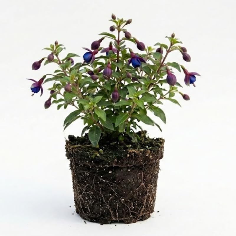 Fuchsia Plants Live, Double Red Fuchsia, 6-12 Inch Tall, Marinka Variety, Fast Growing Deciduous Flowering Shrub, Well-Rooted Plant