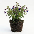 Fuchsia Plants Live, Double Red Fuchsia, 6-12 Inch Tall, Marinka Variety, Fast Growing Deciduous Flowering Shrub, Well-Rooted Plant