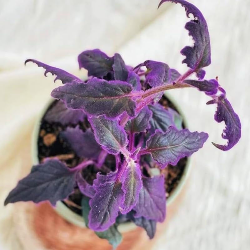Gynura Purple Passion Live House Plant, 4-8" Rooted Plants, 2 Per Pack, Soft Purple Textured Leaves, Fast Growing & Easy Care