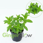 Chocolate Mint Plants Live, Mint Plants for Inside and Home Décor, 3-Inch Potted Fresh Herb for Indoor Outdoor Growing