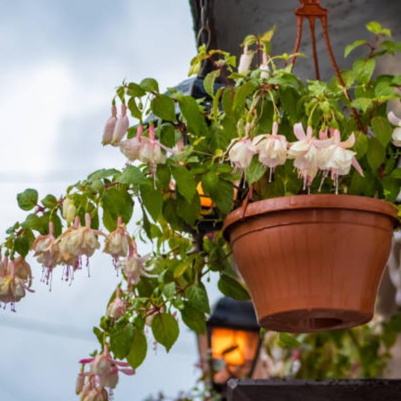 Fuchsia Plants Live, Double Red Fuchsia, 6-12 Inch Tall, Marinka Variety, Fast Growing Deciduous Flowering Shrub, Well-Rooted Plant