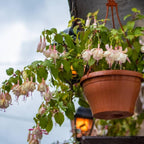Fuchsia Plants Live, Gold and Red Foliage, 6-12 Inch Tall, Autumnale Variety, Fast Growing Deciduous Flowering Shrub, Well-Rooted Plant