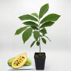 Pawpaw Tree Live Plant for Planting, Well-Rooted 12-18" in Quart Pot, Low Maintenance Tropical-Style Fruit Tree for Sunny Outdoor Spots