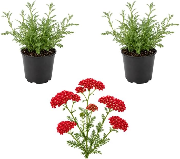 2 Red Yarrow Plants Live for Planting in Small Pots, Non GMO Herb Plants, Well Rooted, Vibrant Yarrow Flower for Gardens & Landscaping