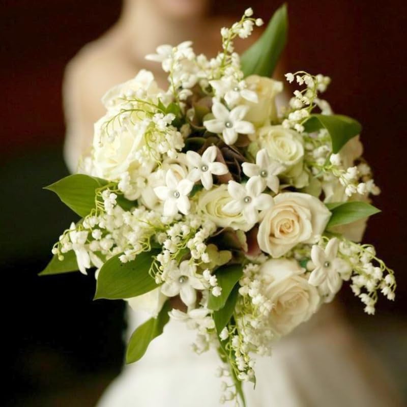 Belle of India Jasmine Plant Live | Size 4 to 5 Inch Tall | Housewarming Friendship Gifts for Women Best Friend Presents for Mom Birthday Gift for New Home