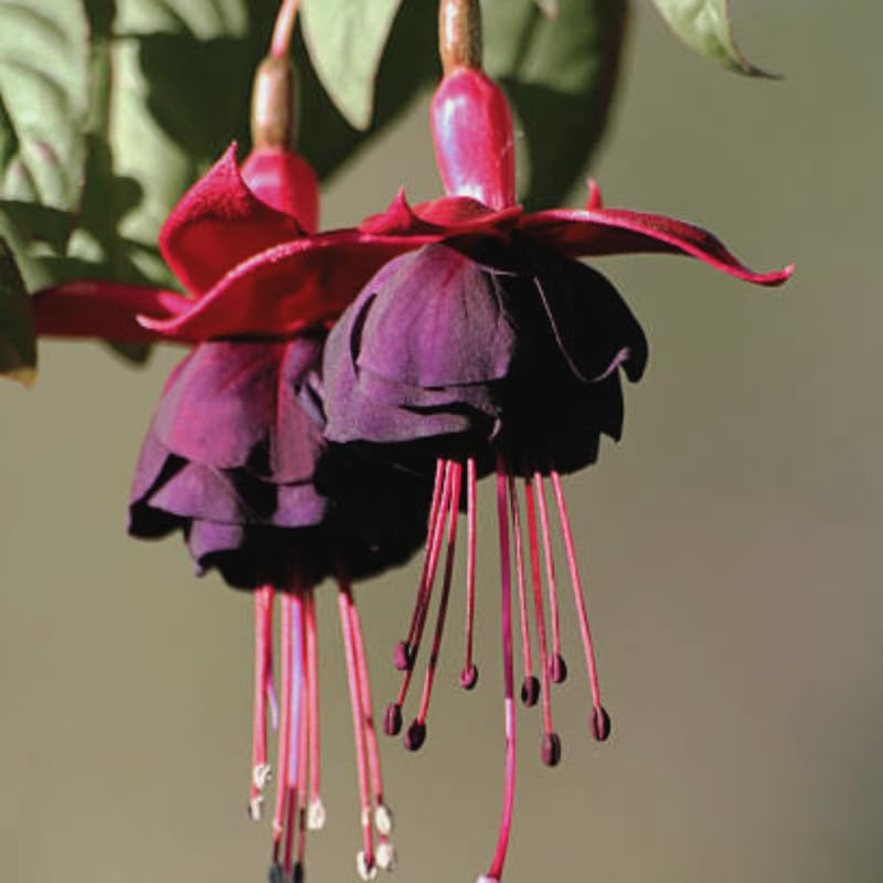Fuchsia Plants Live, Gold and Red Foliage, 6-12 Inch Tall, Autumnale Variety, Trailing Flowering Plant, Ideal for Hanging Baskets