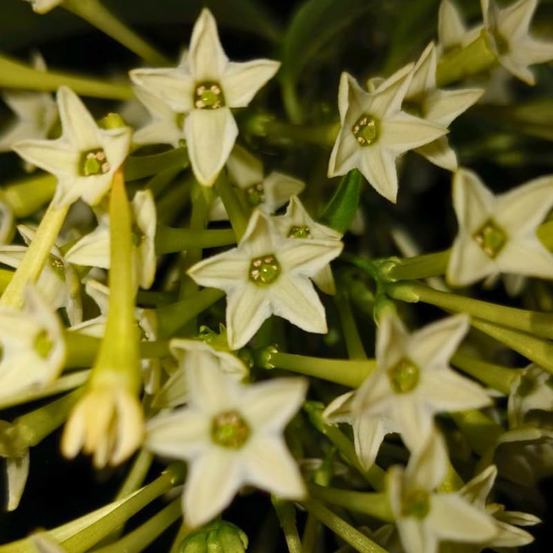 Night Blooming Jasmine Plant Live in 4 Inch Pot | Fragrant Night Blooming Plant | Live Jasmine Plant for Indoor Spaces, Home & Office Décor | Easy to Grow