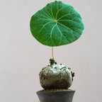 Stephania Cephalantha Caudex Live Plant in 3.5 – 4" Inch Pot | Beginner-Friendly Indoor Plant | Enhances Minimalist & Interiors | Thoughtful Gift for Plant Fans