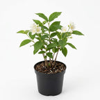 Mock Orange Plant, 4-6" Tall Shrub, Vigorous Deciduous Bush with Intoxicating Fragrance for Backyard Foundation Planting & Garden Borders