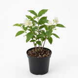 Mock Orange Plant, 4-6" Tall Shrub, Vigorous Deciduous Bush with Intoxicating Fragrance for Backyard Foundation Planting & Garden Borders