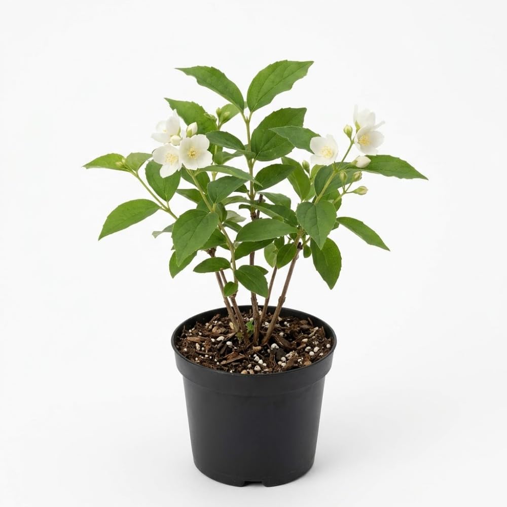 Mock Orange Plant, 4-6" Tall Shrub, Vigorous Deciduous Bush with Intoxicating Fragrance for Backyard Foundation Planting & Garden Borders
