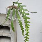 Fishbone Cactus (RIC Rac Cactus) Live Plant in 3" Pot | Unique Fish Bone Patterned Foliage | Easy-Care Indoor Tropical Houseplant | Great for Home Décor