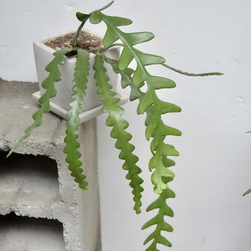 Fishbone Cactus (RIC Rac Cactus) Live Plant in 3" Pot | Unique Fish Bone Patterned Foliage | Easy-Care Indoor Tropical Houseplant | Great for Home Décor