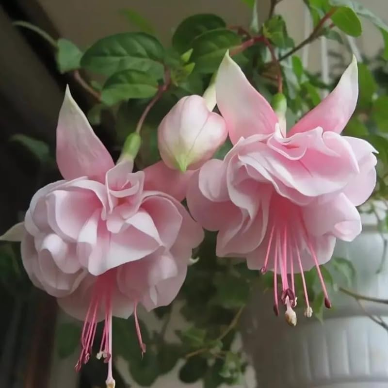 2 Fuchsia Plants Live, Gold and Red Foliage, 6-12 Inch Tall, Autumnale Variety, Trailing Flowering Plant, Ideal for Hanging Baskets