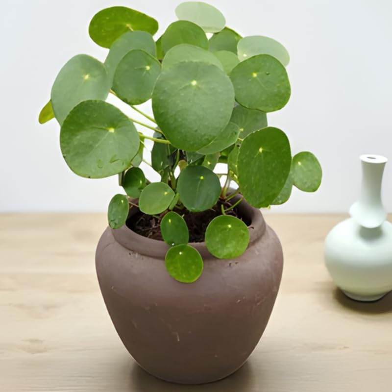 Chinese Money Plant Live House Plant in 4'' Inch Pot | Pilea Peperomioides Plant Live | Attractive Indoor Greenery for Desks, Shelves & Small Spaces | Real Plants for Home & Office Décor