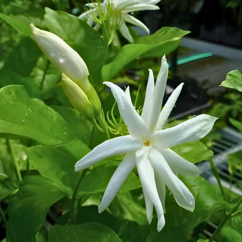 Jasmine Plant Live in 4 Inch Pot – Belle of India | Fragrant Jasmine Potted Plant Indoor | Jasmine Flower Plant for Home & Office Décor | Elegant White-Blooming Plant for Shelves, Desks