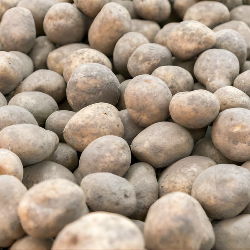 4 Lbs Russet Potato Seeds for Planting Outdoors, Heirloom Seed Potatoes, Non GMO Vegetable Seeds