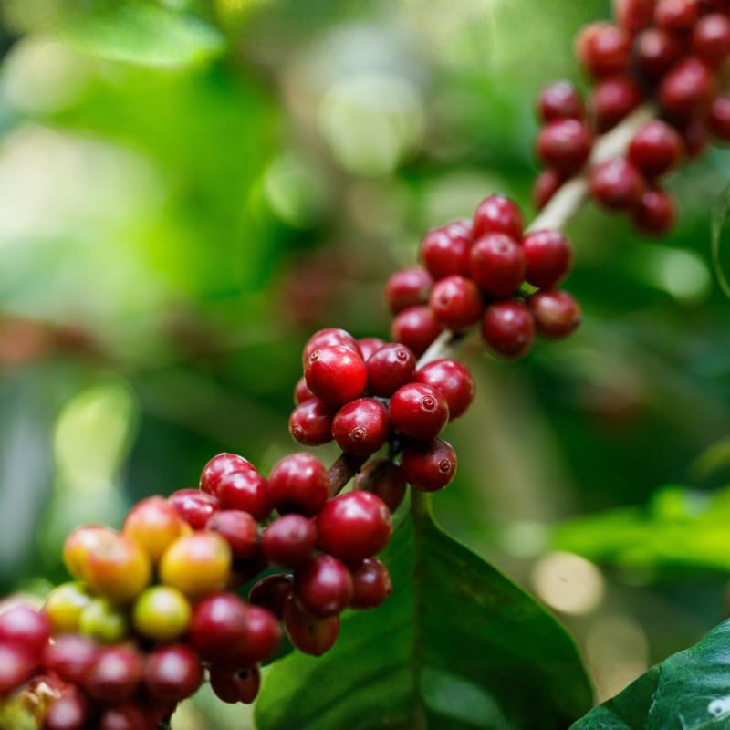 (No Ship to CA,HI,AK) Arabica Coffee Live Plant, 1-2 Feet Tall in 1 Gallon Pot, Glossy Evergreen Houseplant for Indoor Decor and Kitchen Gardens