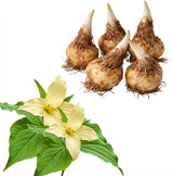 5 Yellow Trillium Bulbs, Native Wildflower, Low Maintenance, Perennial Flower Bulbs for Outdoor Garden