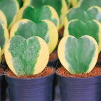 Variegated Hoya Kerrii Heart Plant Live, 2 Inch Pot, Potted Heart-Shaped Succulent, Yellow and Green Indoor Plant for Desks and Gifts