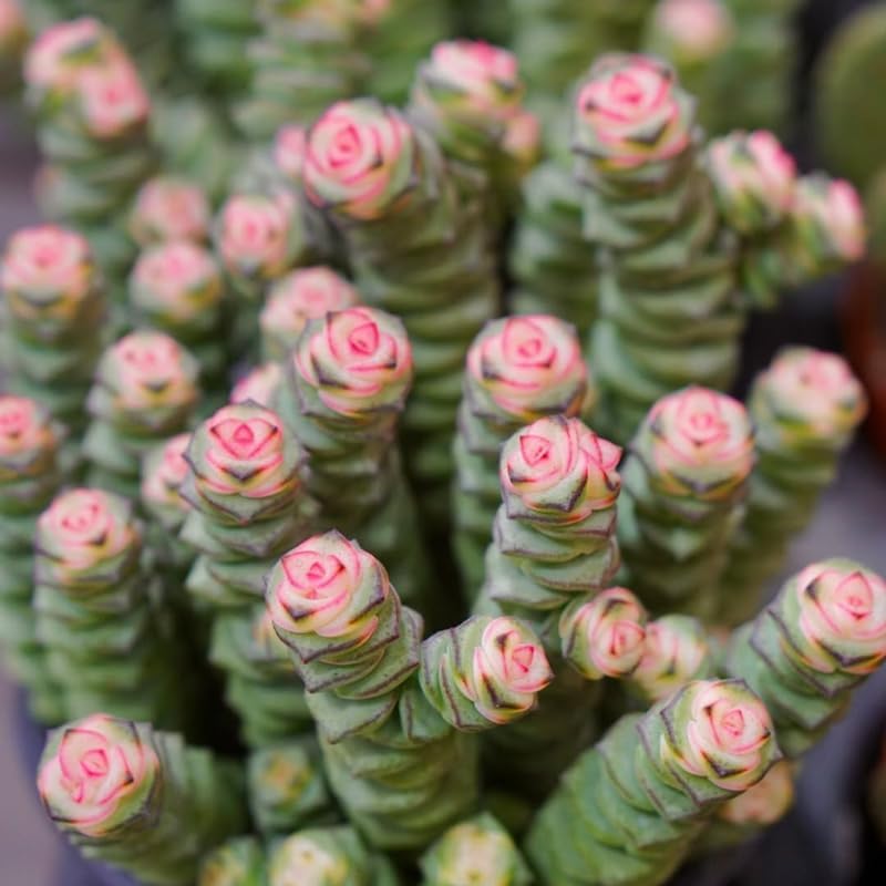 Crassula rupestris 'Baby’s Necklace' Live Plant | Compact Trailing Succulent in 2" Inch Pot | Rare Houseplant for Shelf & Desk Décor