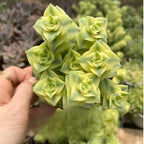 String of Buttons Plant Live | Crassula Perforata Succulent |Live Trailing Succulent in 2 Inch Pot | Rooted Indoor Houseplant for Home or Office Displays