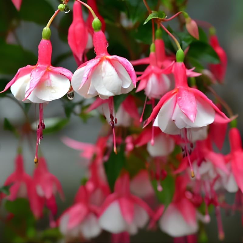 Fuchsia Plants Live, Double Red Fuchsia, 6-12 Inch Tall, Marinka Variety, Fast Growing Deciduous Flowering Shrub, Well-Rooted Plant