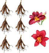 6 Red Volunteer Daylily Plant Bare Root Fans, Long-Lasting Daylilies, Fast Growing Perennial Flowers for Borders, Containers, and Landscaping