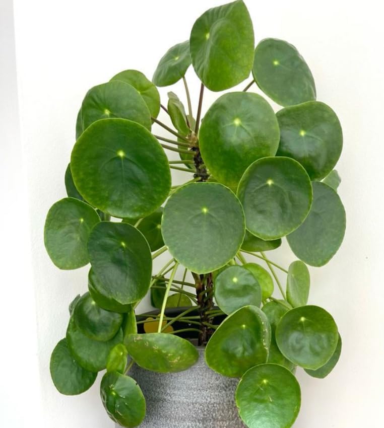 2 Chinese Money Plant Live House Plant in 6 Inch Pot, Pilea Peperomioides Plant, Attractive Indoor Greenery for Desks, Shelves & Small Spaces, Real Plants for Home & Office Décor