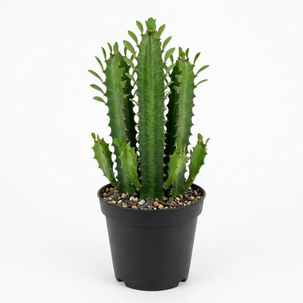 African Milk Tree, 3 Inch Potted Euphorbia Trigona, Low Maintenance Indoor Succulent with Upright Stems for Home & Office Decor